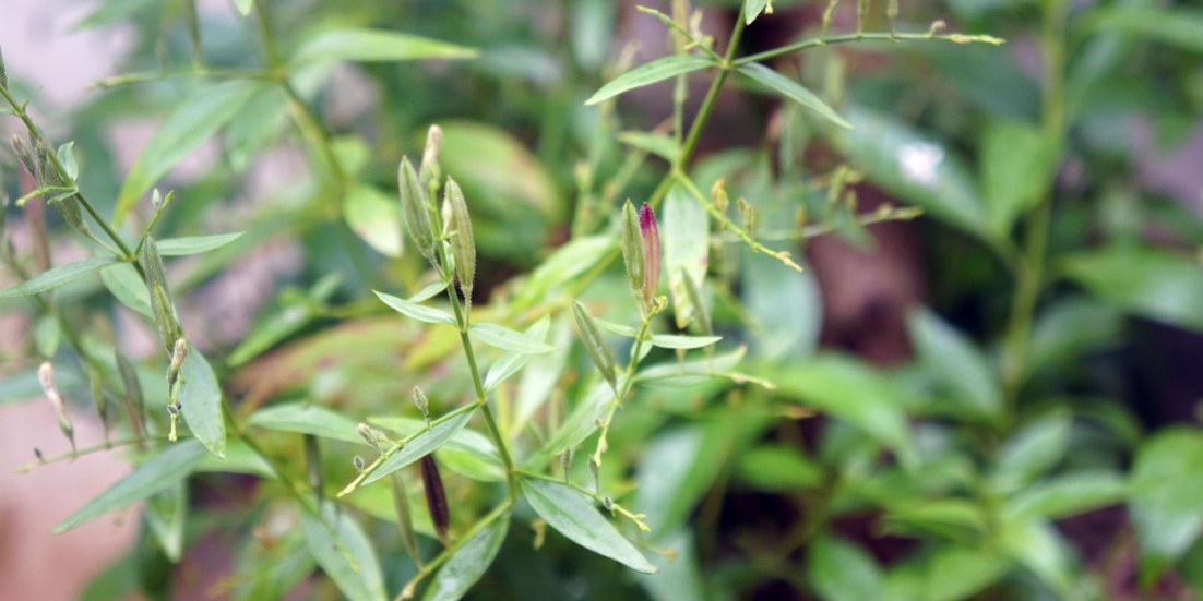 Kalmegh Ayurvedic Plant | Santosh Yoga Institute in Salt Lake City, UT