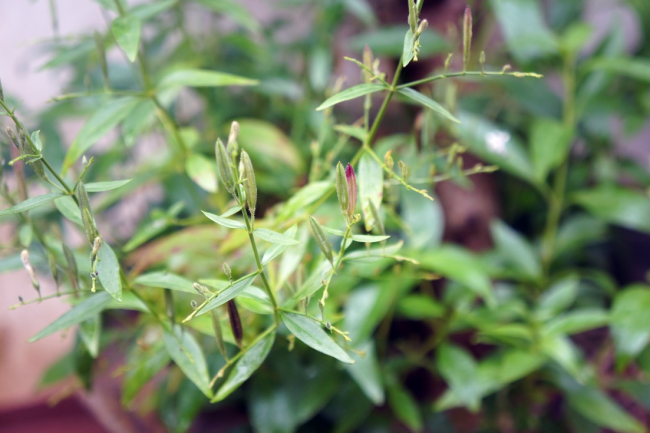 Kalmegh Ayurvedic Plant | Santosh Yoga Institute in Salt Lake City, UT