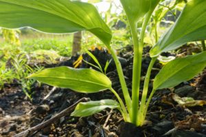 Turmeric: The Humble Herb With Great Medicinal Value