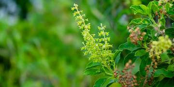 Green Holy Basil Leaves in Salt Lake City, UT | Santosh Yoga Institute