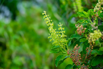 Green Holy Basil Leaves in Salt Lake City, UT | Santosh Yoga Institute