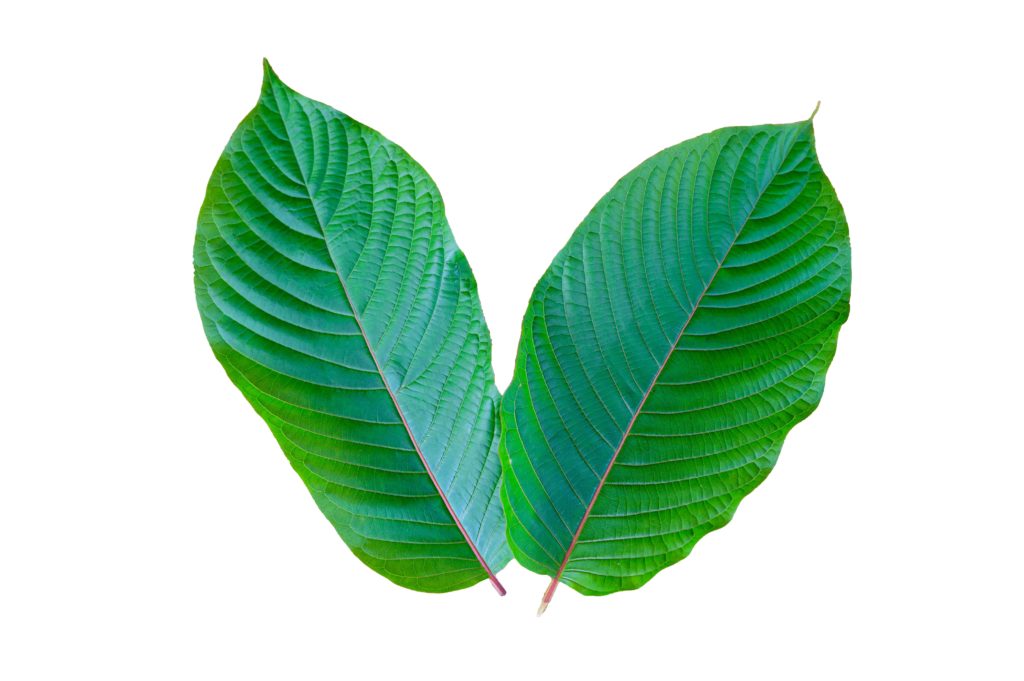 Neem The Bitter Elixir Of Life