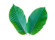 Green leaves in Salt Lake City, UT | Santosh Yoga Institute