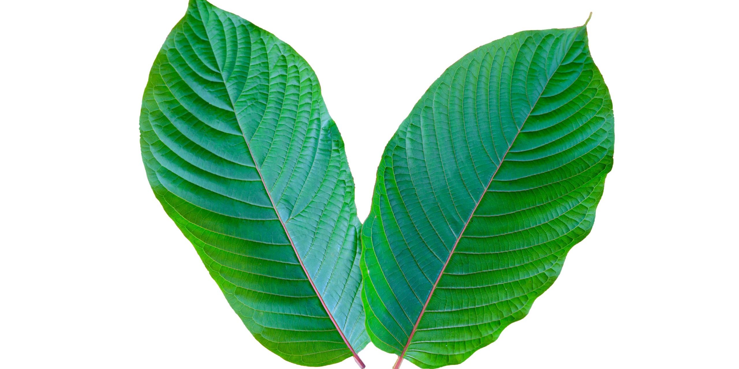 Green leaves in Salt Lake City, UT | Santosh Yoga Institute