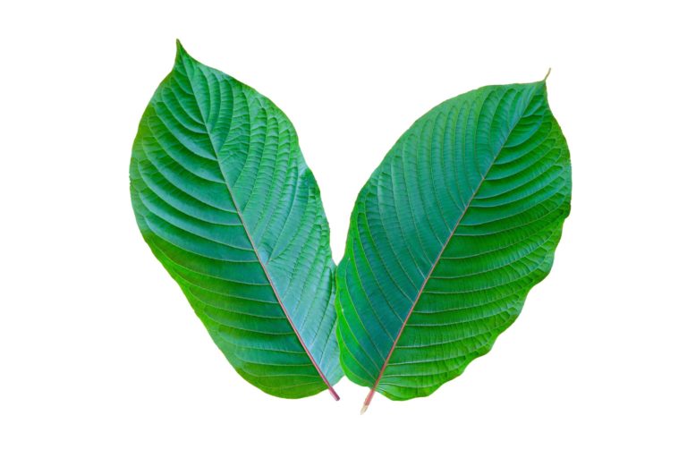 Green leaves in Salt Lake City, UT | Santosh Yoga Institute