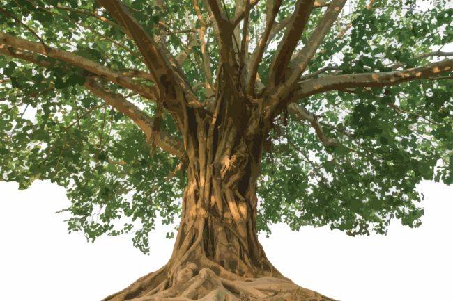 The Peepal Tree in Salt Lake City, UT | Santosh Yoga Institute